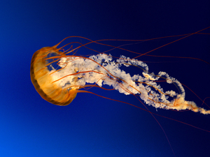 Jellyfish.jpgのサムネイル画像のサムネイル画像